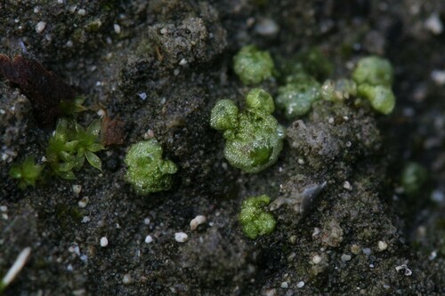 Monocarpaceae