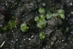 Monocarpus sphaerocarpus