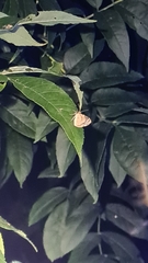 Eustroma reticulata