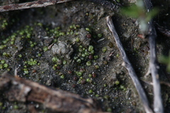 Monocarpus sphaerocarpus