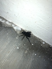 Philolithus aegrotus