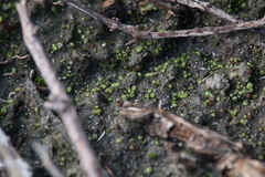 Monocarpus sphaerocarpus