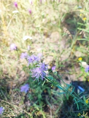 Centaurea pseudomaculosa