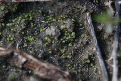 Monocarpus sphaerocarpus