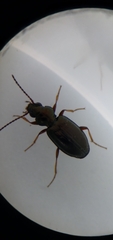 Bembidion lampros