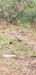 Callospermophilus lateralis lateralis
