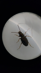 Bembidion lampros