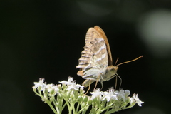 Argynnis paphia