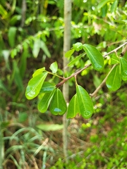 Erythroxylum brevipes