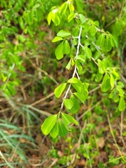 Erythroxylum brevipes