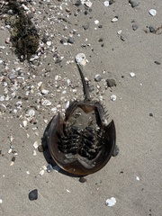 Limulus polyphemus