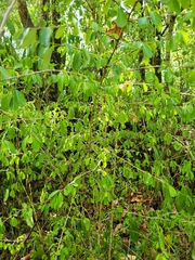 Erythroxylum brevipes