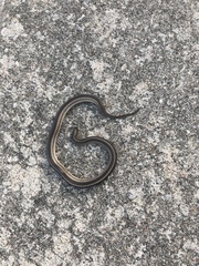 Tropidoclonion lineatum