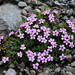 Silene acaulis acaulis - Photo (c) Michael 2020, some rights reserved (CC BY-NC), uploaded by Michael 2020