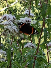 Vanessa atalanta