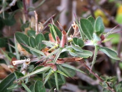Barleria stimulans
