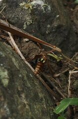 Polistes japonicus