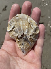 Crassostrea virginica