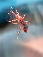 Spilichneumon