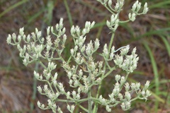 Eupatorium sullivaniae