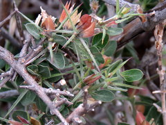 Barleria stimulans