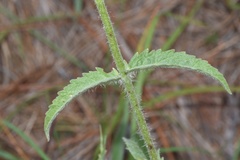 Eupatorium sullivaniae