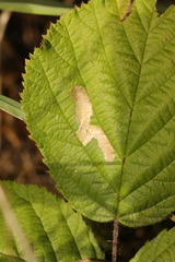 Coptotriche marginea