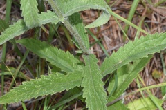 Eupatorium sullivaniae
