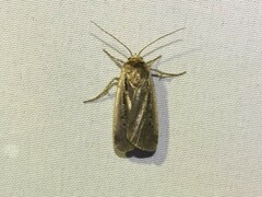 Ochropleura implecta