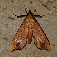 Anarmodia