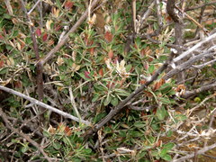 Barleria stimulans