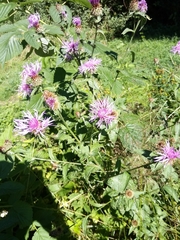 Centaurea oxylepis