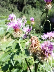 Centaurea oxylepis