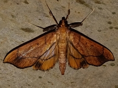 Anarmodia