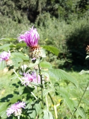 Centaurea oxylepis