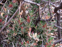 Barleria stimulans