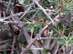 Barleria stimulans