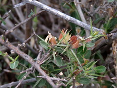 Barleria stimulans