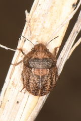Psacasta tuberculata