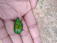 Heterorrhina elegans