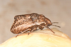 Psacasta tuberculata