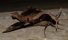 Callionima denticulata