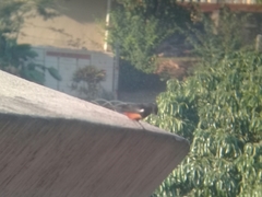 Thamnolaea cinnamomeiventris