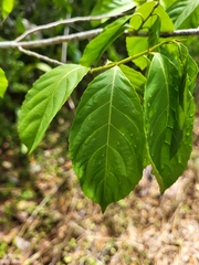 Casearia guianensis