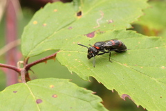 Ancistrocerus madaera