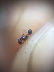 Tetramorium lanuginosum