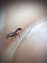 Tetramorium lanuginosum