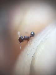 Tetramorium lanuginosum