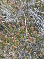 Erica curtophylla
