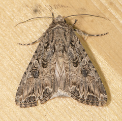 Anarta mutata
